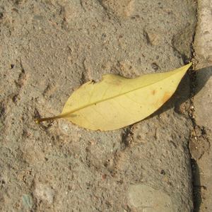 亚洲av无码成人片
